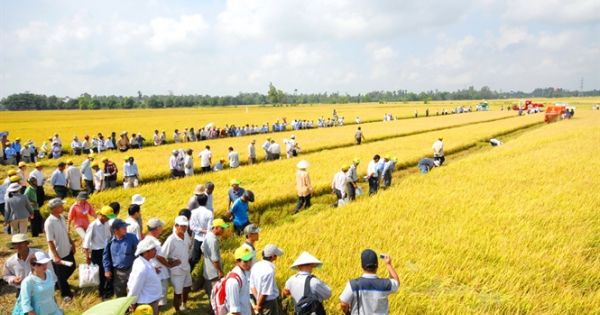 Đồng Tháp: Ông Hai Trãi - Người Giám đốc tài năng của nông dân