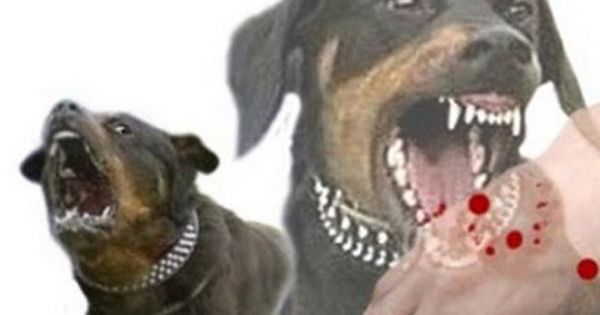 Lại thêm một vụ tử vong vì chó cắn