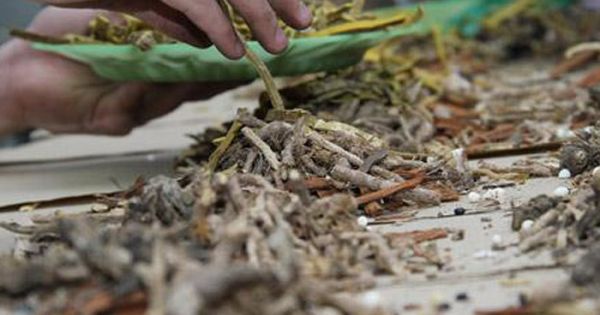 Pha trộn trái phép tân dược vào thuốc y học cổ truyền