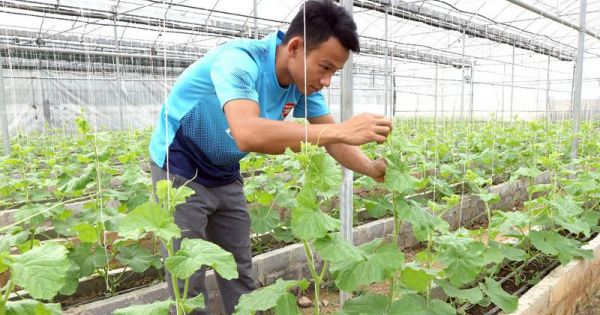 Chàng trai xứ Nghệ gác bằng đại học làm ông chủ vườn dưa