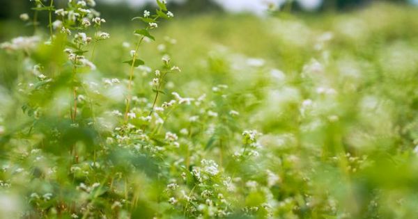 Mãn nhãn vườn hoa tam giác mạch gần 1 héc ta ở Hà Nội thu hút khách tham quan