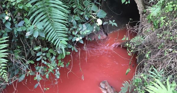 Lạng Sơn: Xưởng chế biến chân gà, chân lợn ngang nhiên tự ý xả thải ra môi trường