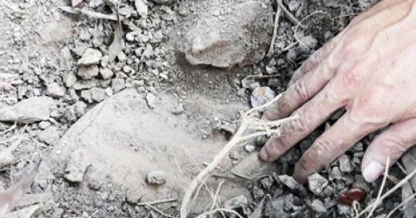 Cà Mau giám định mẫu vật nghi xác thai nhi trong nhà máy rác