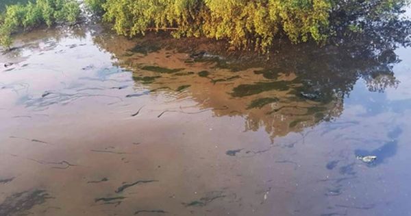 Sông Hàn bị ô nhiễm do nhà hàng tiệc cưới xả thải