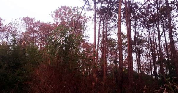 Hàng ngàn cây thông rừng gần 20 năm tuổi ở Lâm Đồng bị hạ độc