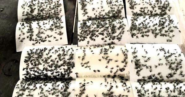 Yêu cầu tạm dừng việc nhập bò làm phát sinh ruồi 