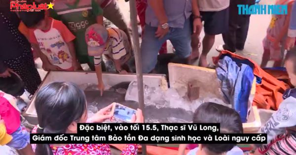 Cá lạ trên sông Cổ Chiên là loài cá nược tưởng đã tuyệt chủng ở Việt Nam