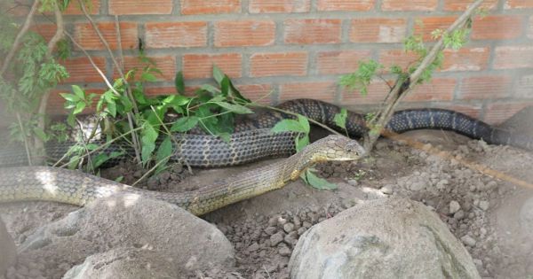 “Rắn hổ mây phá vỡ sự yên tĩnh ở chốn thâm cung huyền bí Thiên Cấm Sơn”