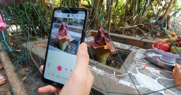 Kiên Giang: Hàng trăm người tụ tập đến xem cúng vái bông hoa lạ