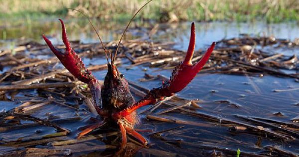 Tôm hùm đất có thể trở thành mối nguy cho nông nghiệp