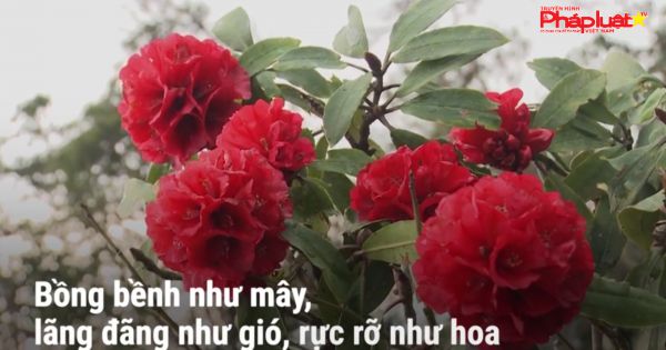 Đỗ quyên trăm tuổi nở rộ khoe sắc ở đỉnh núi Fansipan