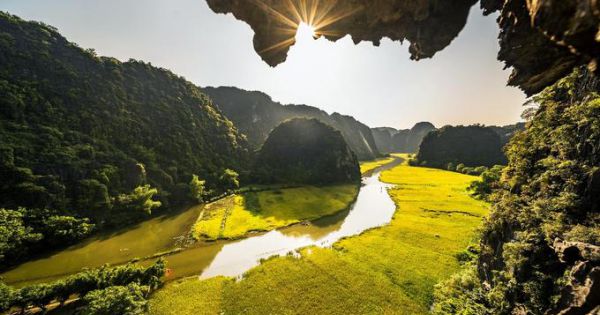 Sắc vàng cánh đồng lúa ở Tam Cốc vào mùa đẹp nhất trong năm