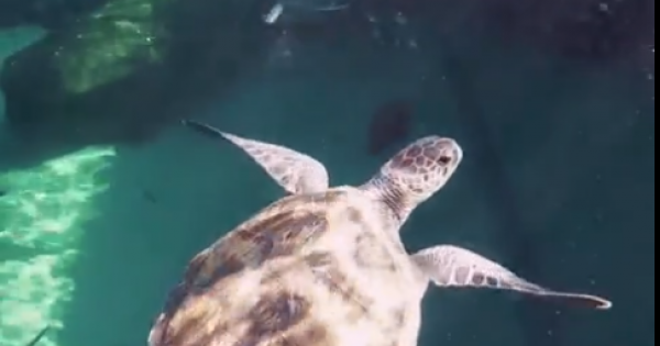 Tiếp xúc với loài chim cánh cụt duy nhất ở châu Phi