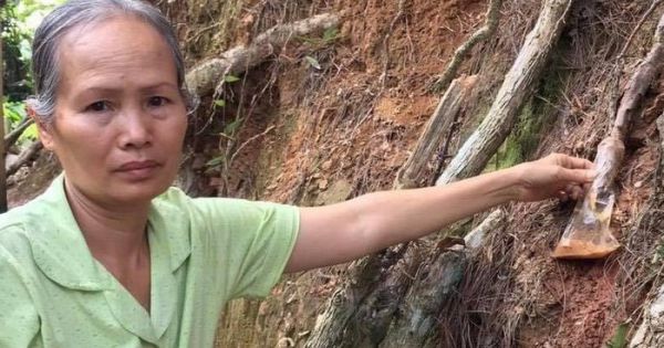 Bắt quả tang người ‘đầu độc’ thông 3 lá