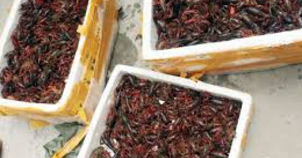 Phó thủ tướng Trương Hòa Bình chỉ đạo kiểm tra tôm hùm đất được bày bán số lượng lớn