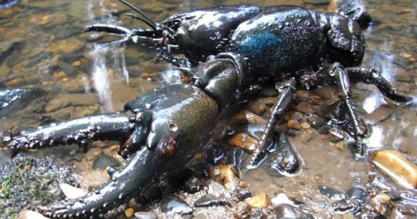 Nằm trong sách đỏ, tôm hùm đất khổng lồ dài gần 1m, sống tới 60 năm