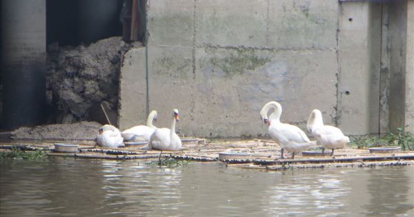 Hải Phòng: Làm nhà nổi cho thiên nga trên sông Tam Bạc