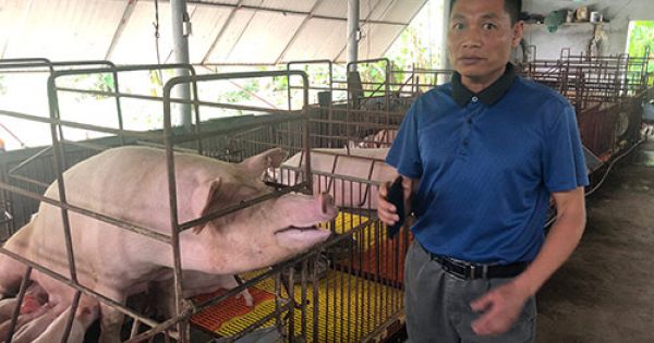 Nước mắt nông dân trong dịch tả lợn: Chưa bao giờ kiệt quệ như thế!