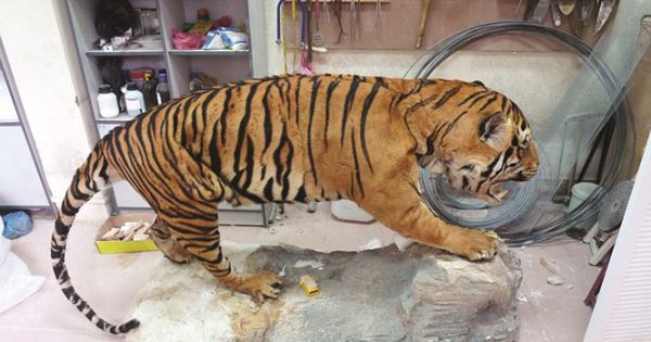 Cần kiểm soát tình trạng cơ sở nuôi thú hoang dã không rõ mục đích