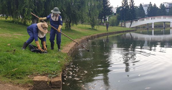Kinh hoàng cảnh cá chết bất thường hàng trăm kg trên hồ Bảo Lộc