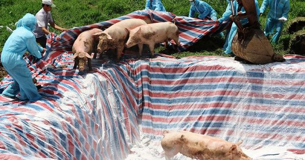 TPHCM hỗ trợ tối thiểu 80% giá thị trường với heo tiêu hủy vì dịch bệnh