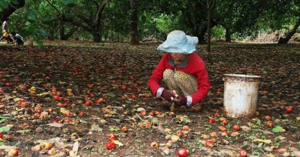 Hà Lan sẽ đầu tư 250 triệu USD để phát triển thương hiệu điều Bình Phước