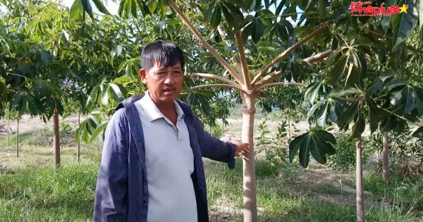 Kỳ 4: Quy trình cho thuê đất, cấp “sổ đỏ” có dấu hiệu trái quy định