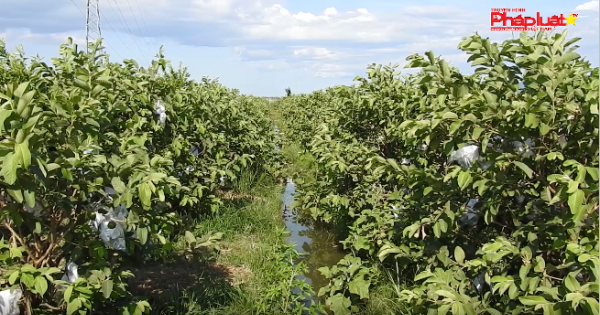 Làm giàu từ việc đưa mô hình vườn cây ăn trái miền nam về xứ Quảng
