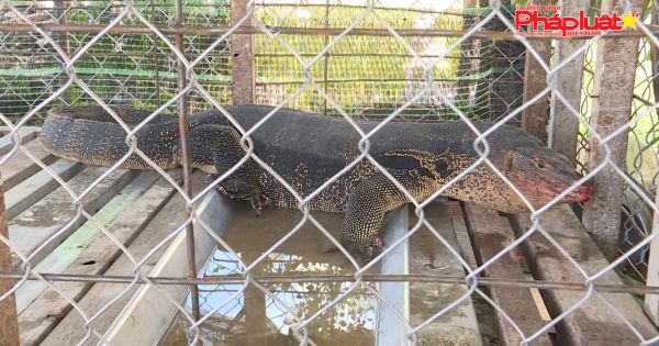 Long An: Người dân bắt được kỳ đà khủng nặng gần 30kg