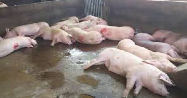 Long An xảy ra 19 ổ dịch tả lợn châu Phi