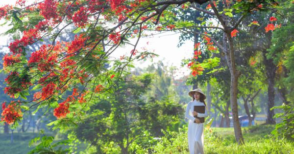 Rực rỡ sắc phượng khoe sắc đỏ bên dòng sông Hương