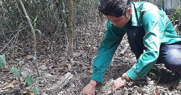 Vụ nhà máy rác ở Cà Mau chôn xác thai nhi: Giám định là xương người