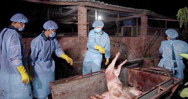 Cán bộ thú y Đồng Nai bị đình chỉ công tác vì cấp giấy kiểm dịch trái phép