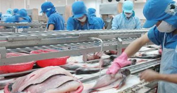 Nhập nhèm cá tra, ba sa