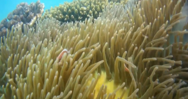 Khám phá hành trình đi bộ dưới đáy biển ngắm san hô ở Phú Quốc