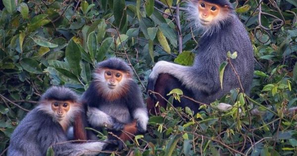 Dành 150 ha rừng để bảo tồn đàn voọc chà vá chân xám