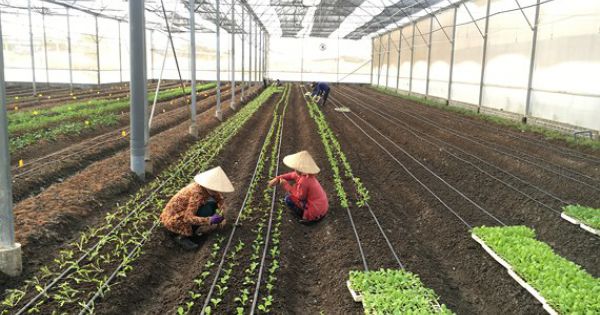 Thí điểm cho phép Củ Chi và Cần Giờ được xây dựng trên đất nông nghiệp