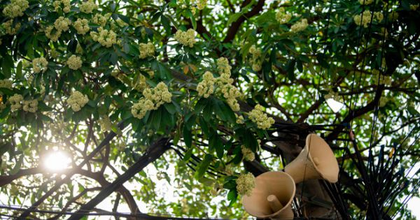 Di chuyển cây hoa sữa ra ngoại thành Hà Nội