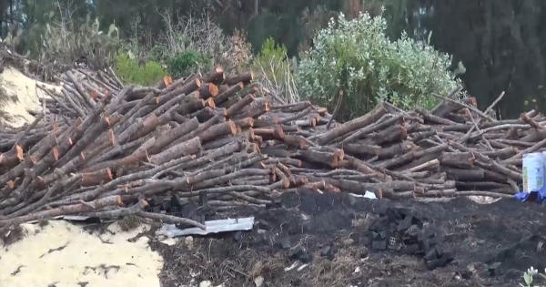 Bình Định: Ai để rừng phòng hộ ven biển biến mất?