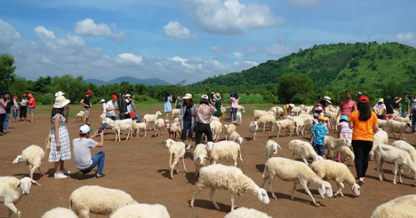 Đồng cừu ở Bà Rịa - Vũng Tàu đông khách dịp cuối tuần