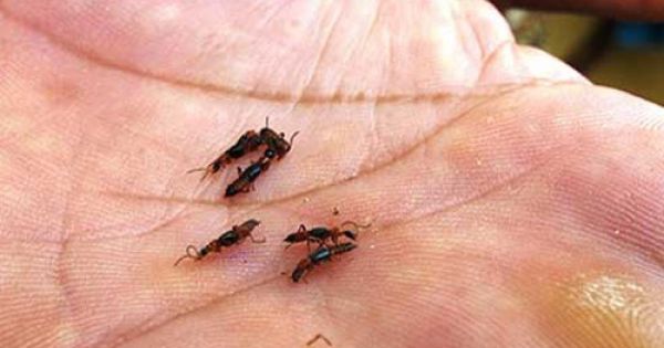 Mùa mưa đến, cẩn trọng với kiến ba khoang