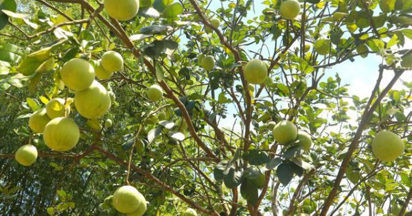 Sống chậm ở làng trái cây Nam Bộ xứ Quảng