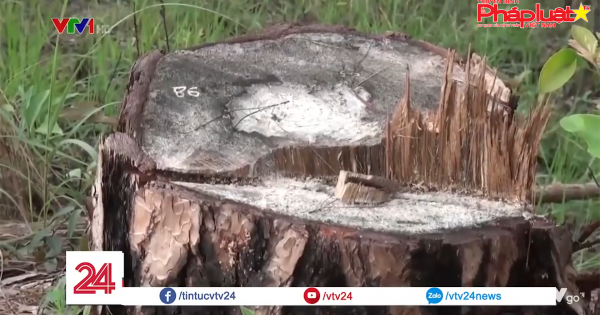 Lâm Đồng: Thanh tra toàn diện việc giao rừng