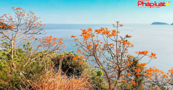 Khám phá Cù Lao Chàm mùa hoa ngô đồng nở rộ