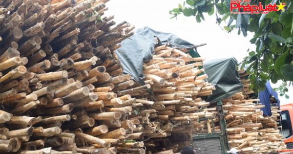 Huế: Hàng trăm xe tải chở keo, tràm... quá khổ, xử phạt hơn 4 tỷ đồng