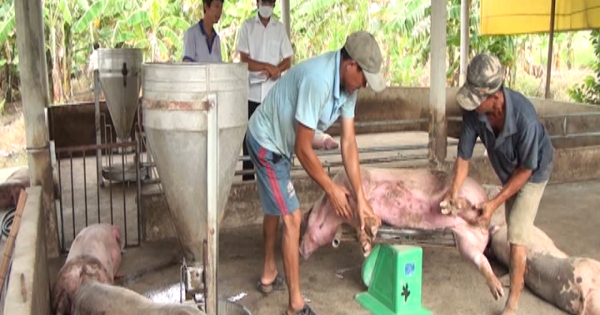 Khó khăn trong phòng chống dịch tả heo châu Phi tại thành phố Sóc Trăng