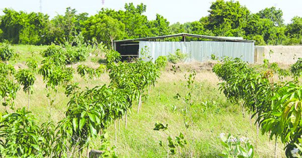 Vụ trồng cây chờ đền bù cao tốc Bắc - Nam: Thanh tra toàn diện 