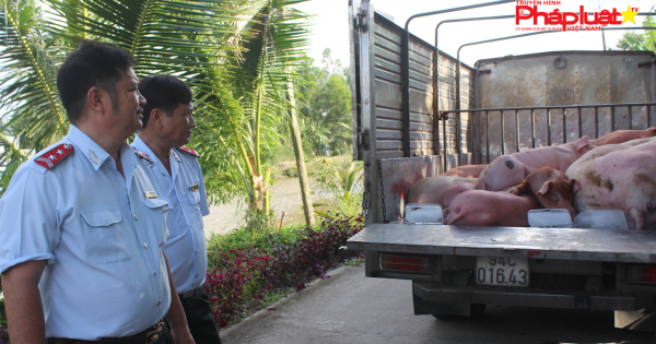 Bạc Liêu: Bắt giữ, tiêu hủy xe tải chở heo bệnh, heo chết trốn né trạm kiểm dịch, trên đường đi tiêu thụ.