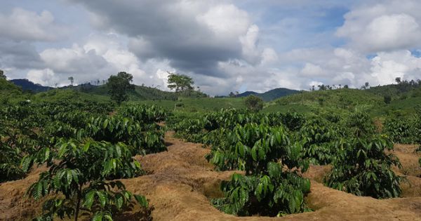 Gia Lai: Một xã để mất hàng trăm héc ta rừng