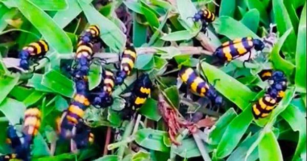 UBND tỉnh Kon Tum chỉ đạo khẩn vụ thương lái mua bọ độc 3 sọc với giá cao